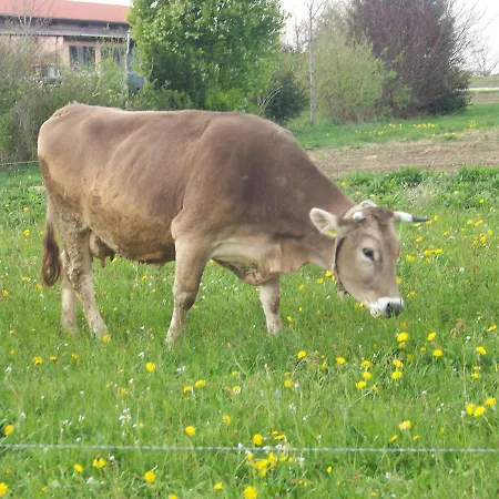 Brunnenweiher * Kißlegg